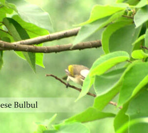 Taiwan’s Wetlands: Pollution Fighting and Havens of Biodiversity / 臺灣溼地（英文版）