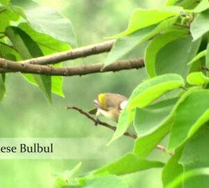 臺湾の湿地：汚染とたたかう生物多様性のパラダイス / 臺灣溼地（日文版）