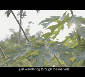 Harmonious（英文版）