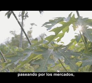 Armonioso（西班牙文版）