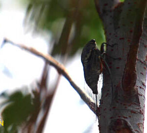 Pride of Taiwan / 臺灣之光（英中文版）