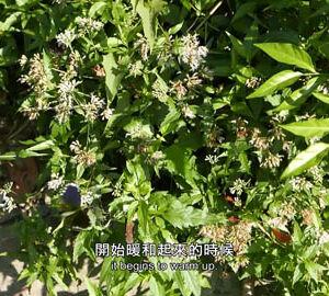 Svongvong（英中文版）