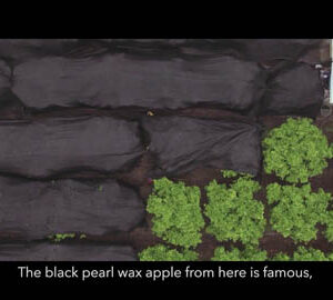 Change begins in the heartland / 風雨後的光采（英文版）