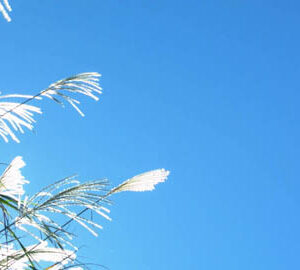 Escucha los sonidos de Jiufen / 聽九份 我的故鄉情（西班牙文版）