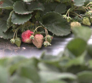 Organic Taiwan / 有機會更好（英文版）