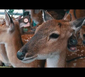 臺灣：我們的家