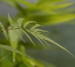 EAST of Taiwan 花東縱谷