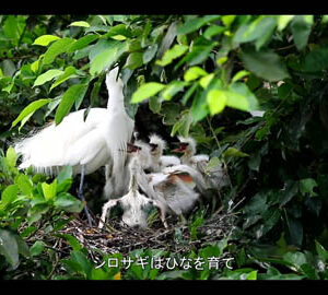 郷野伝情 / 鄉野傳情（日文版）