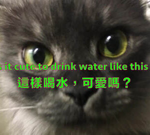 療癒貓貓 A cute cat