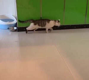 Cute Puppies behide the scenes video compilation 2019｜鏡頭後萌死人的寵物