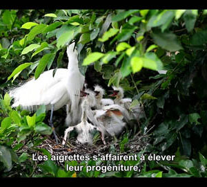 Amour de la campagne / 鄉野傳情（法文版）