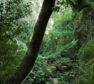 San Trending Taiwan（德文版）