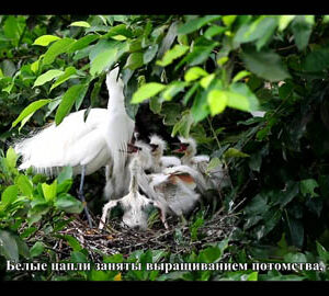 Привязанность к сельской местности / 鄉野傳情（俄文版）