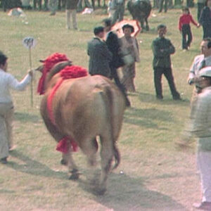 牛隻選拔。農業化機械展覽 。花卉