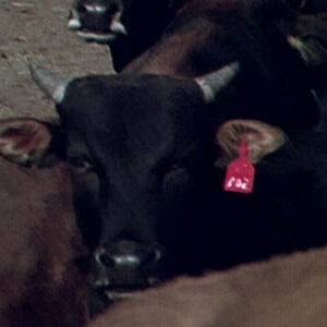 金門人民生活風貌。史瓦帝尼王國總理訪臺