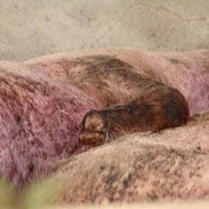 副總統兼行政院院長連戰視察養豬場