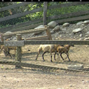 行政院院長張俊雄巡視苗栗通霄飛牛牧場