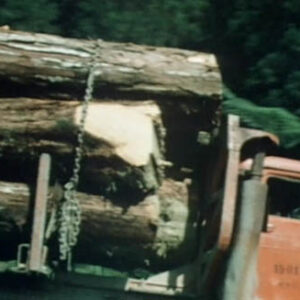 The Forests of Taiwan