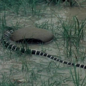 Snakes and Their Poisons