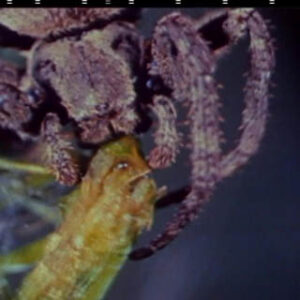 李淳陽的昆蟲世界