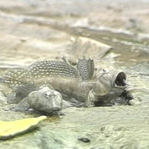 臺灣集錦－生態篇