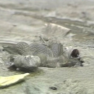 TAIWAN AN ECOLOGICAL SHOWPLACE