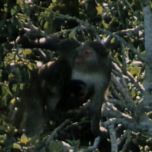 臺灣獼猴－毛毛臉和她的朋友