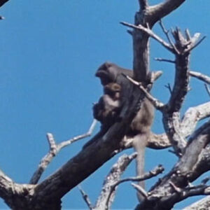 The Formosan Macaque－Mao-Mao Lien and Her Frineds