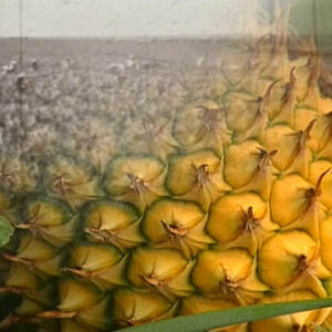 果香風華-臺灣的水果