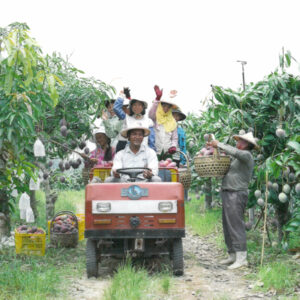 芒果採收-駐馬達加斯加代表處國情照片展-MOFA109179CF-2020-12--PH00038-037