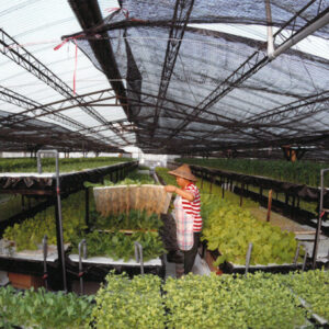 水耕蔬菜-駐馬達加斯加代表處國情照片展-MOFA109179CF-2020-12--PH00038-043