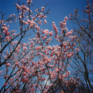 燈片樣片-MOFA109179CF-2020-12-PH00042-049