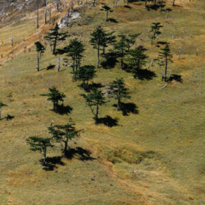 燈片樣片-MOFA109179CF-2020-12-PH00042-096