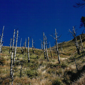 燈片樣片-MOFA109179CF-2020-12-PH00042-098