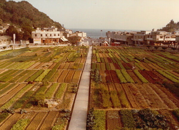 馬祖菜圃 Vegetable gardens developed in atsu