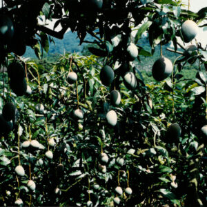 燈片樣片-MOFA109179CF-2020-12-PH00050-100