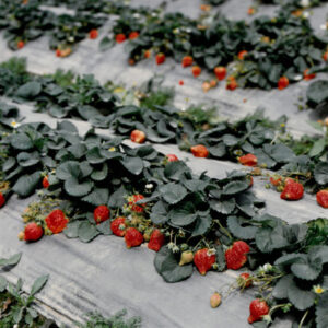 燈片樣片-MOFA109179CF-2020-12-PH00050-105