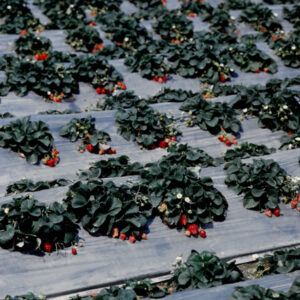 燈片樣片-MOFA109179CF-2020-12-PH00050-106