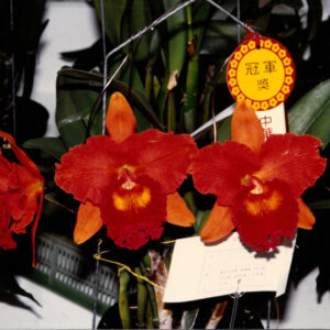 燈片樣片-MOFA109179CF-2020-12-PH00050-108