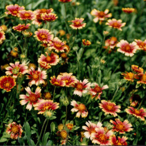 燈片樣片-MOFA109179CF-2020-12-PH00050-109