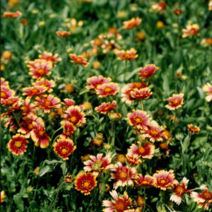 燈片樣片-MOFA109179CF-2020-12-PH00050-110