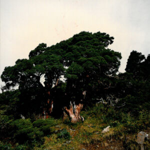 燈片樣片-MOFA109179CF-2020-12-PH00050-111