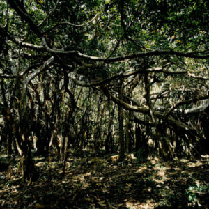 燈片樣片-MOFA109179CF-2020-12-PH00050-112