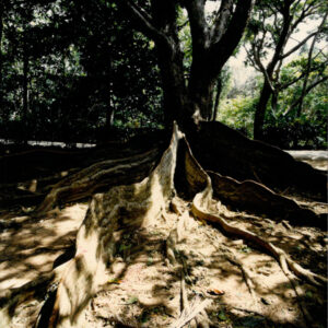 燈片樣片-MOFA109179CF-2020-12-PH00050-114