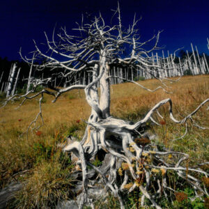 燈片樣片-MOFA109179CF-2020-12-PH00050-115