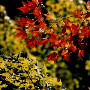 燈片樣片-MOFA109179CF-2020-12-PH00050-117