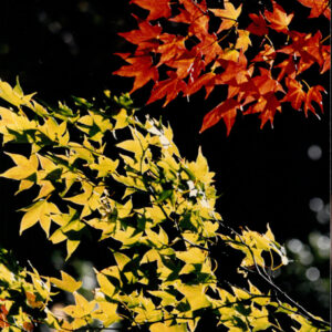 燈片樣片-MOFA109179CF-2020-12-PH00050-118