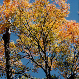 燈片樣片-MOFA109179CF-2020-12-PH00050-119