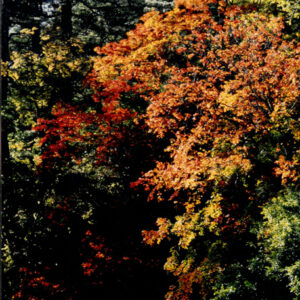 燈片樣片-MOFA109179CF-2020-12-PH00050-120