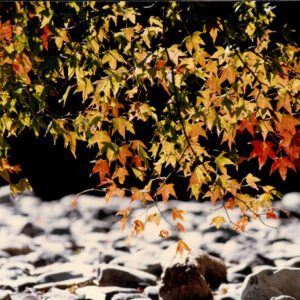 燈片樣片-MOFA109179CF-2020-12-PH00050-121